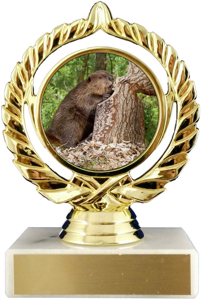 A trophy featuring an image of a beaver in the center, with a gold-colored ornate frame on the white marble base, with gold engraving plate.